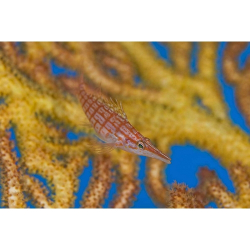 Solomon Islands A hawkfish swims above a sea fan